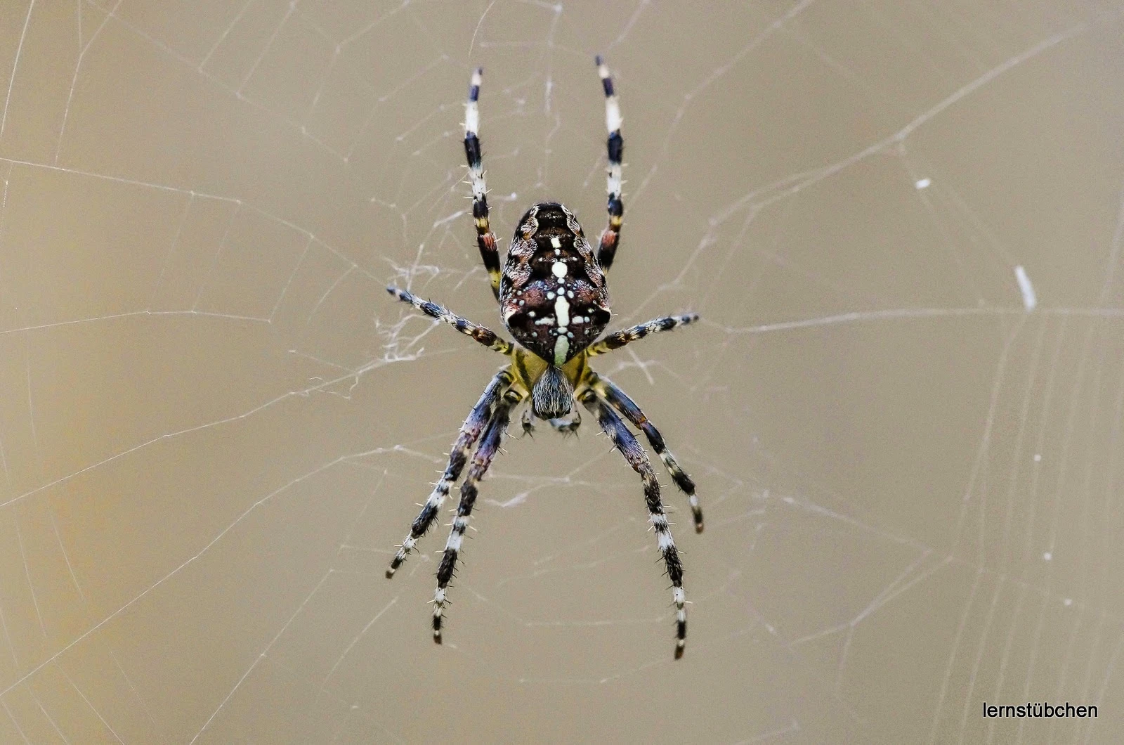 Spinne im Netz.jpeg